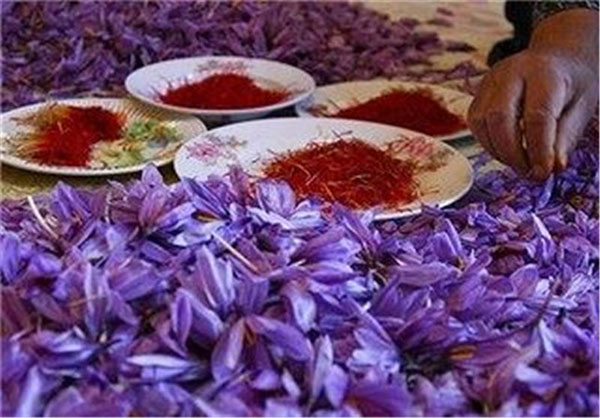زعفران ایرانی نیاز به برندسازی بین المللی دارد