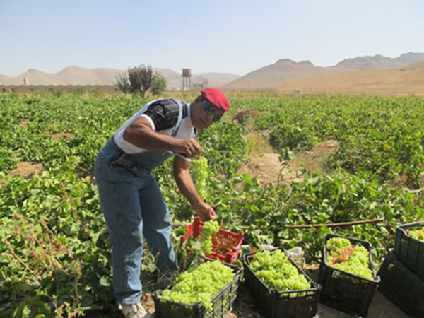برندینگ