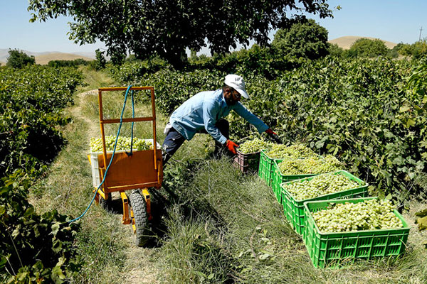 برندسازی